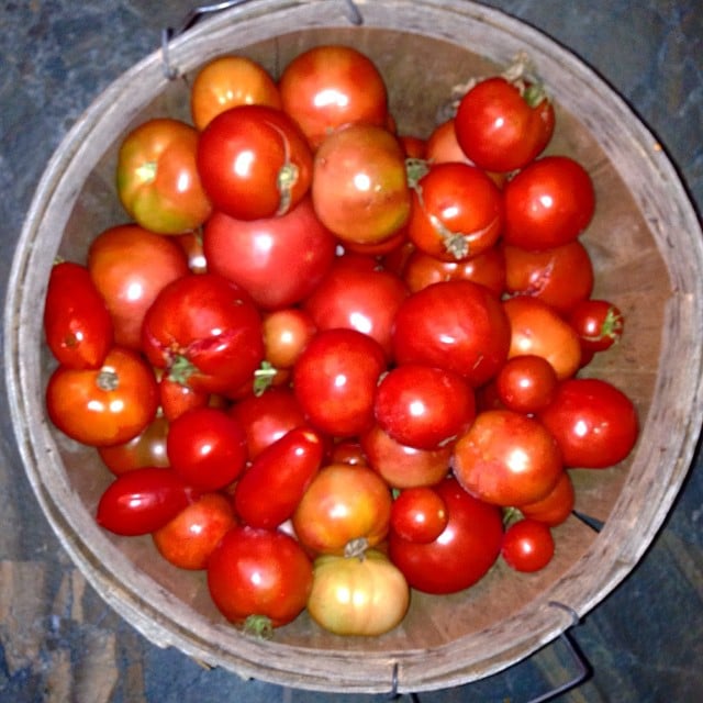 A basket of plum tomatoes