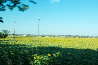 A large green field with sunflowers