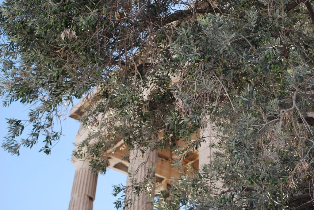 Olive Tree Athens Greece