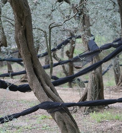 Italian Olive Trees with Netting
