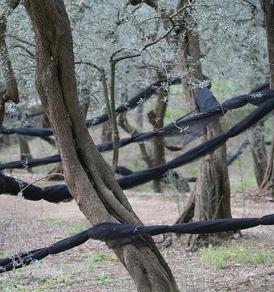 Italian Olive Trees with Netting