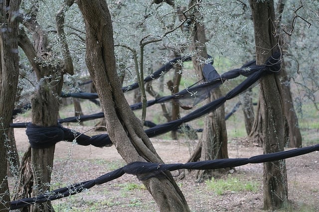 Italian Olive Trees with Netting