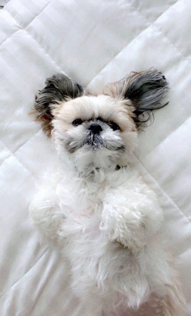 A small white dog lying on a bed