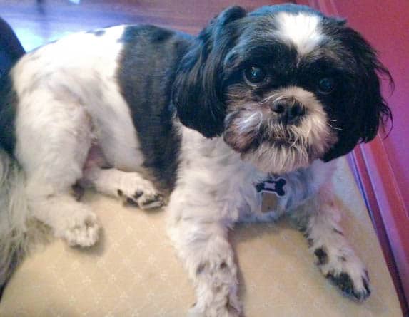 A small black and white dog sitting on a chair. 