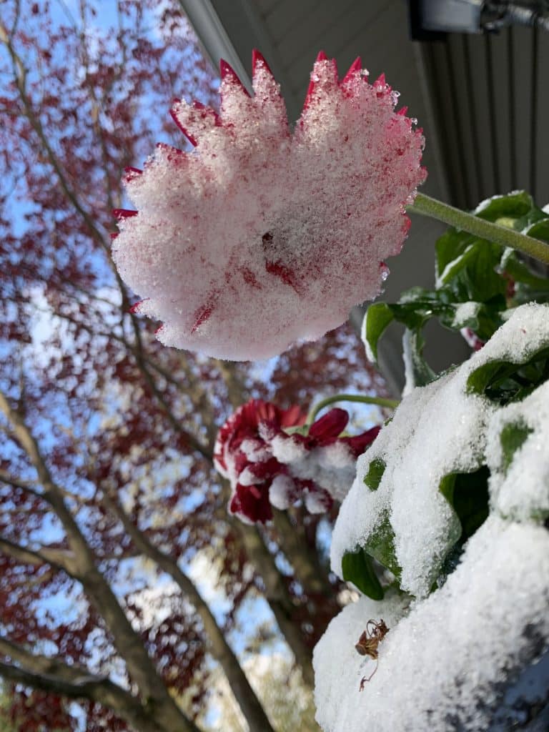 pink flower with snow on it