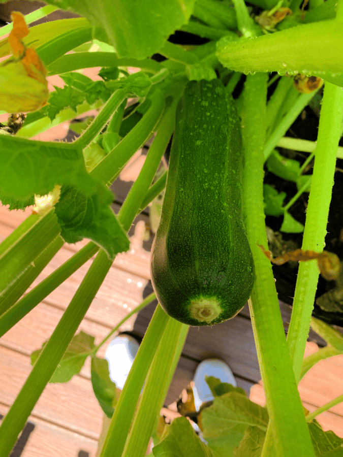 zucchini on the vine